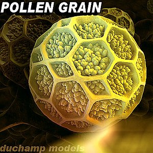 pollen grain 3d 3ds
