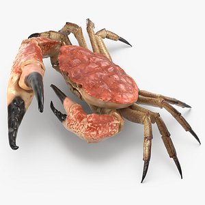 queen crab 3d max