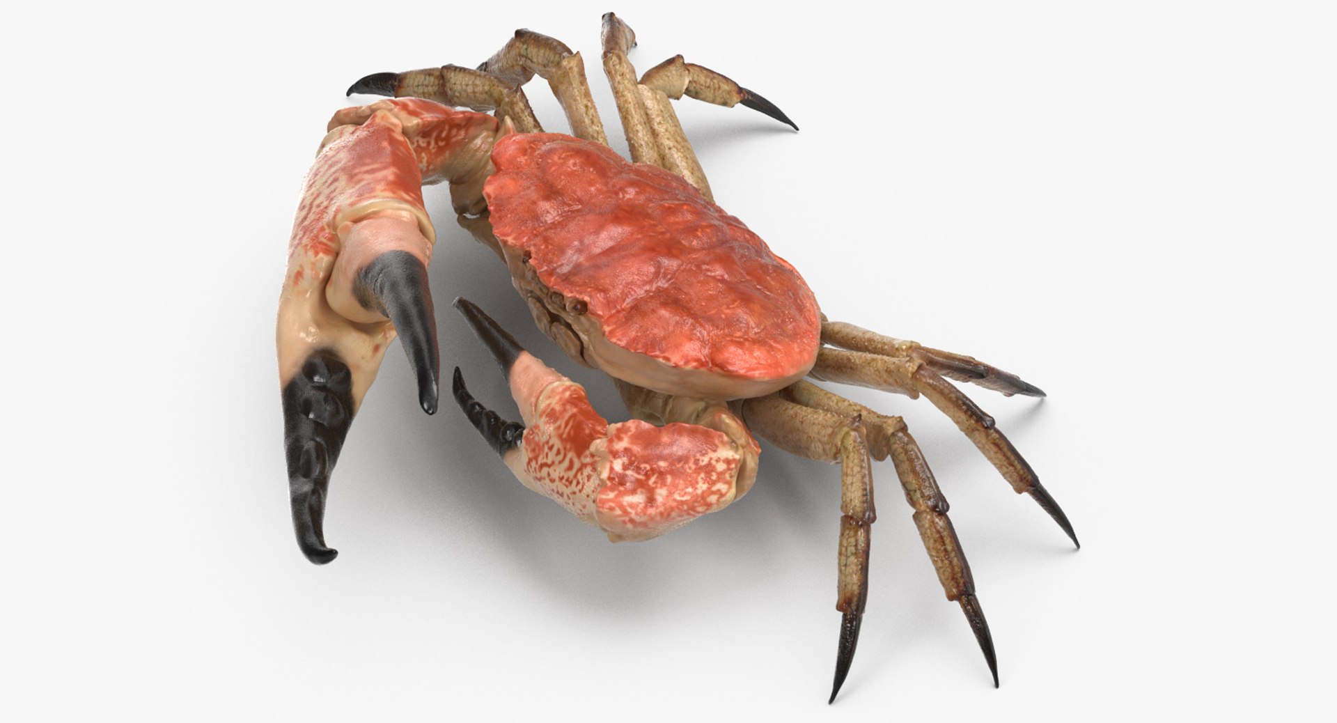 Queen Crab 3D model preview