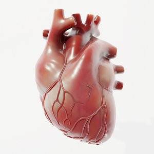 3D modeled human heart