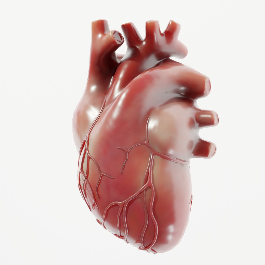 3D Modeled Human Heart - TurboSquid 1655064