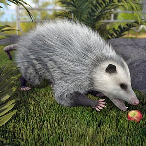 Opossum Eating Fur Animated Rigged 3D model