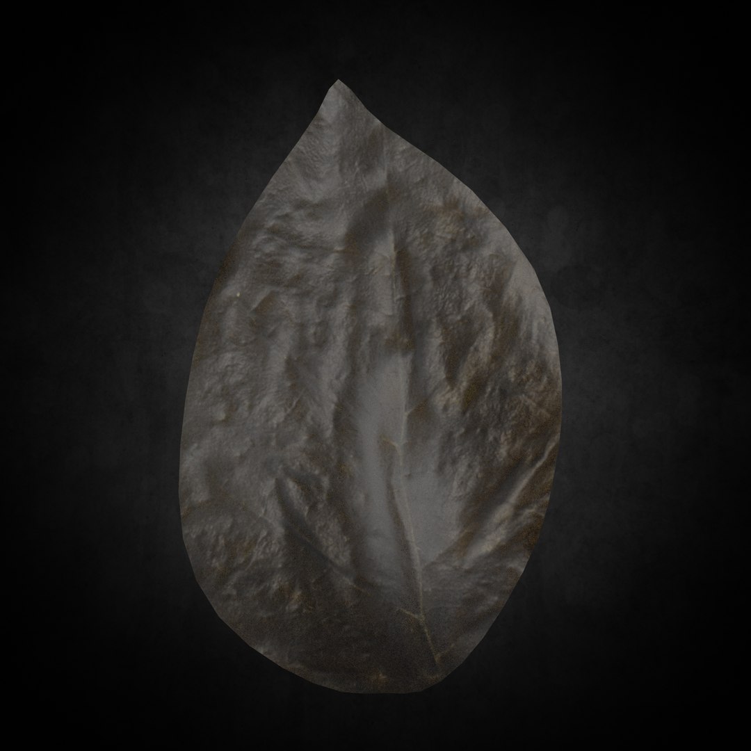 3D Leaf Asset - TurboSquid 1617361
