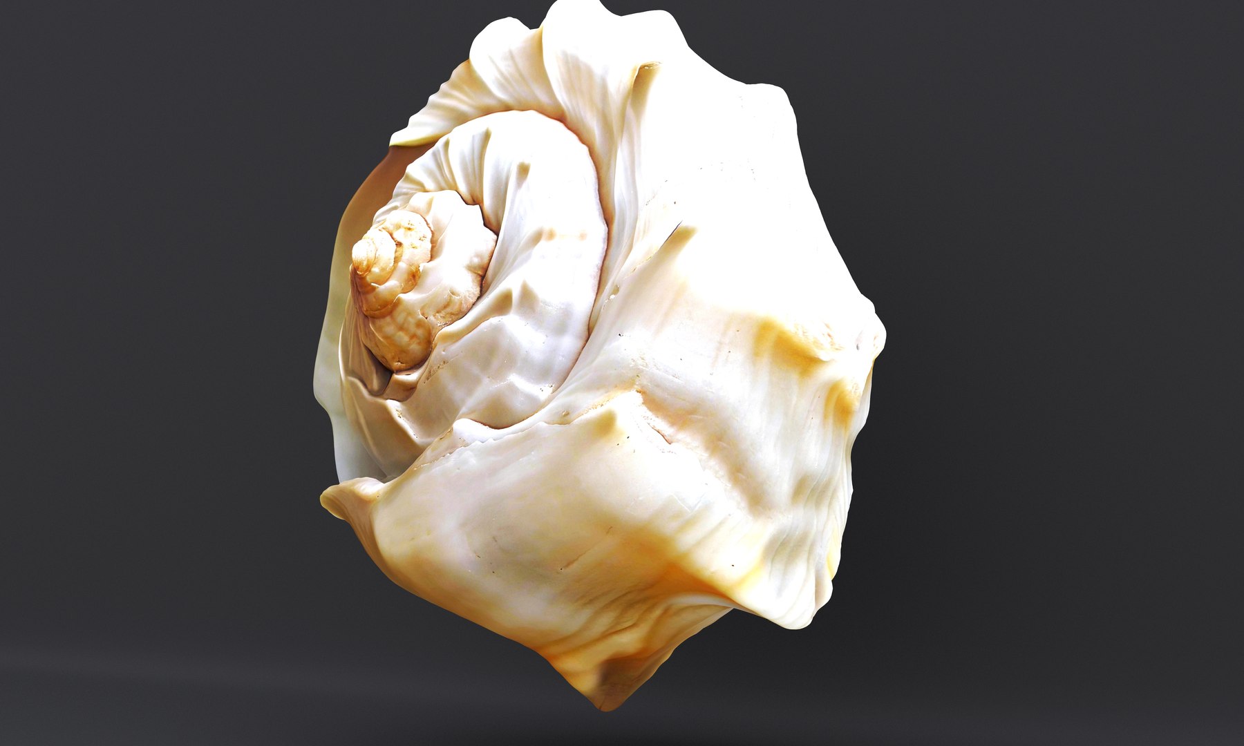 Seashell Pack 3D Model - TurboSquid 2177834