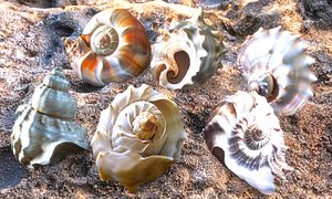 Seashell Pack 3D model