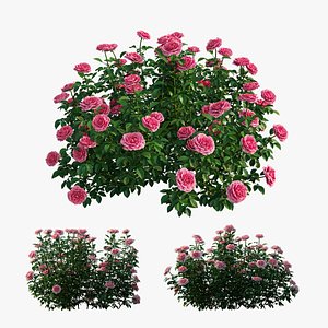 3D rose plant set 24 model