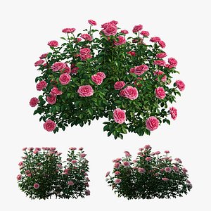 Rose plant set 24