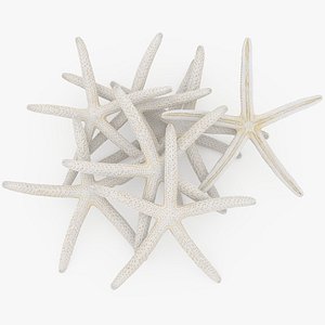 3D model White Finger Starfish