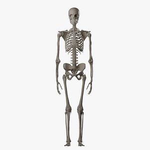 Female Skeleton 3D model