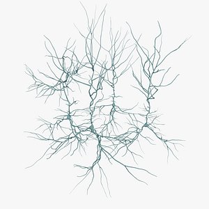 pyramidal neurons model