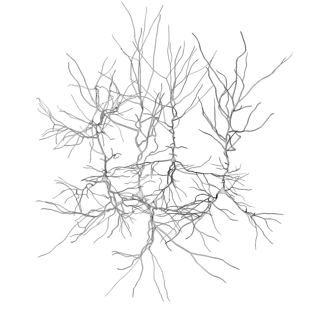 Pyramidal neurons model - TurboSquid 1196142