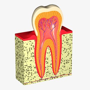 3D Molar tooth anathomy