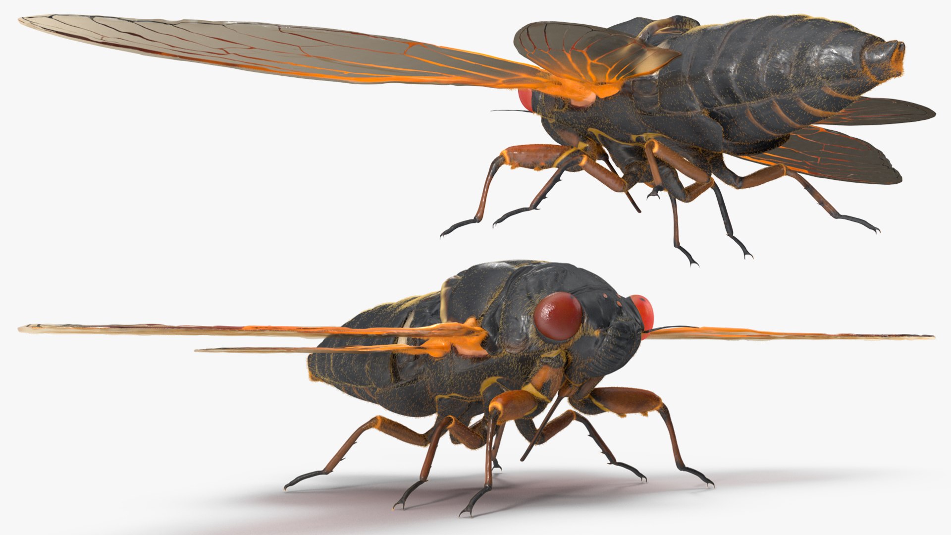 Pharaoh Cicada Fur 3D https://p.turbosquid.com/ts-thumb/CB/KdHgxP/A4/pharaohcicadafur3dsmodel010/jpg/1680478187/1920x1080/fit_q87/94f6fd7d064a24cfee07ee9d69ceb3cf16f2418a/pharaohcicadafur3dsmodel010.jpg