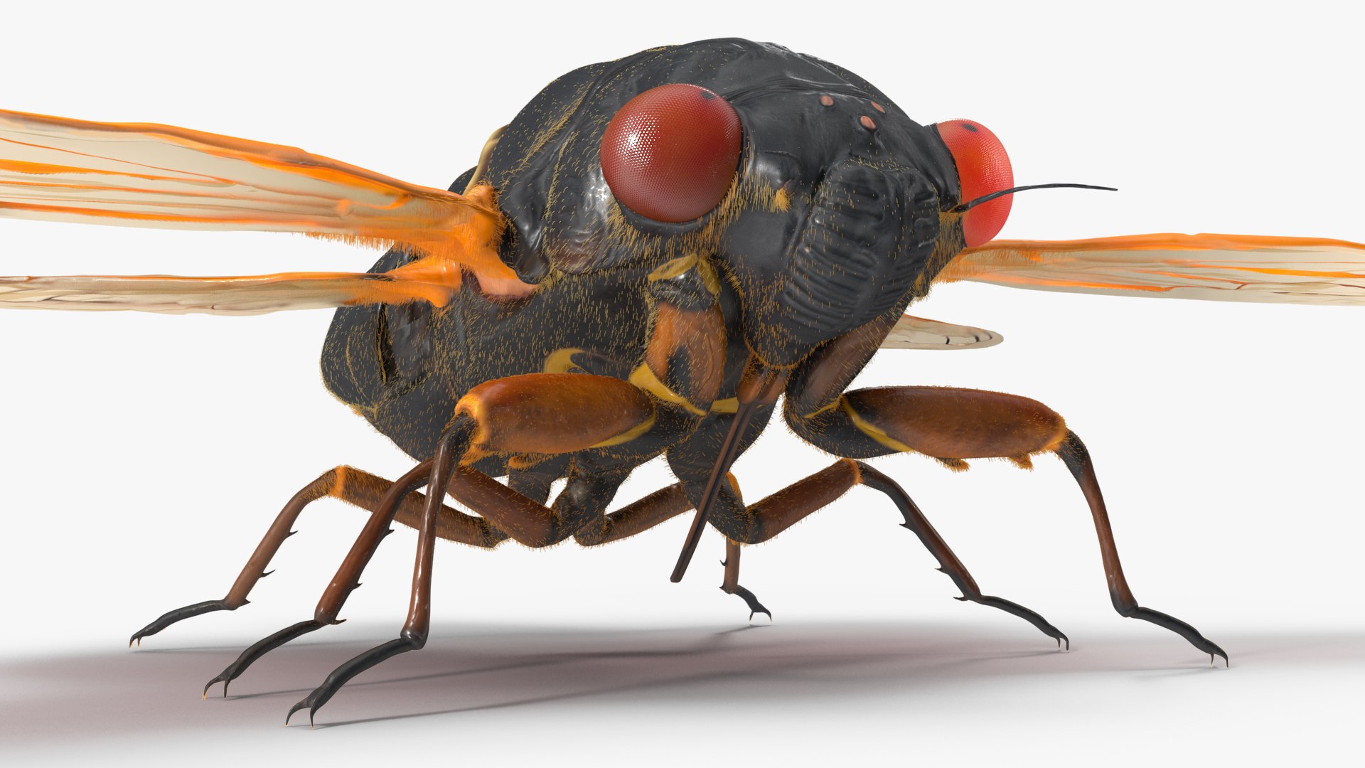 Pharaoh Cicada Fur 3D https://p.turbosquid.com/ts-thumb/CB/KdHgxP/CP/pharaohcicadafur3dsmodel014/jpg/1680478199/1920x1080/fit_q87/38e3661f0506b08c259e7a552ac0369ebd067a7a/pharaohcicadafur3dsmodel014.jpg