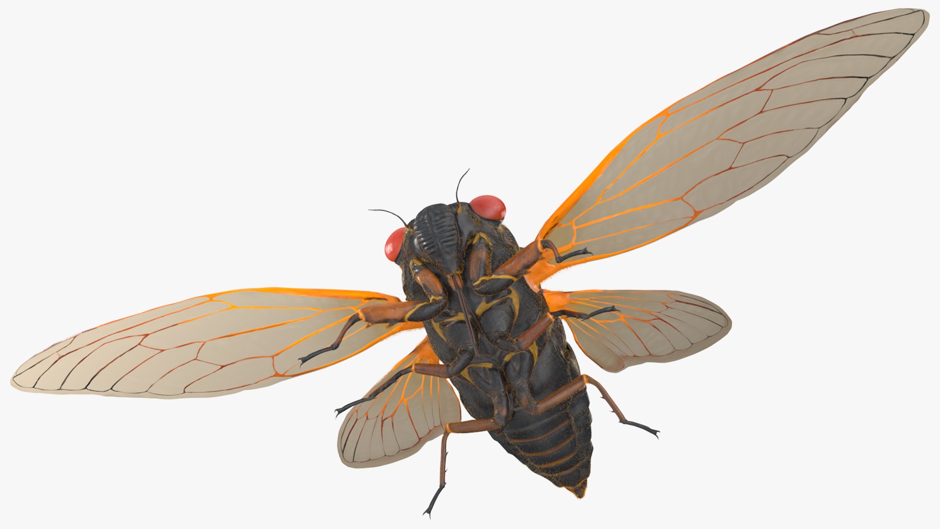 Pharaoh Cicada Fur 3D https://p.turbosquid.com/ts-thumb/CB/KdHgxP/Fx/pharaohcicadafur3dsmodel011/jpg/1680478190/1920x1080/fit_q87/087466f350db1a26e3893b121b21cd1b5b6ef813/pharaohcicadafur3dsmodel011.jpg