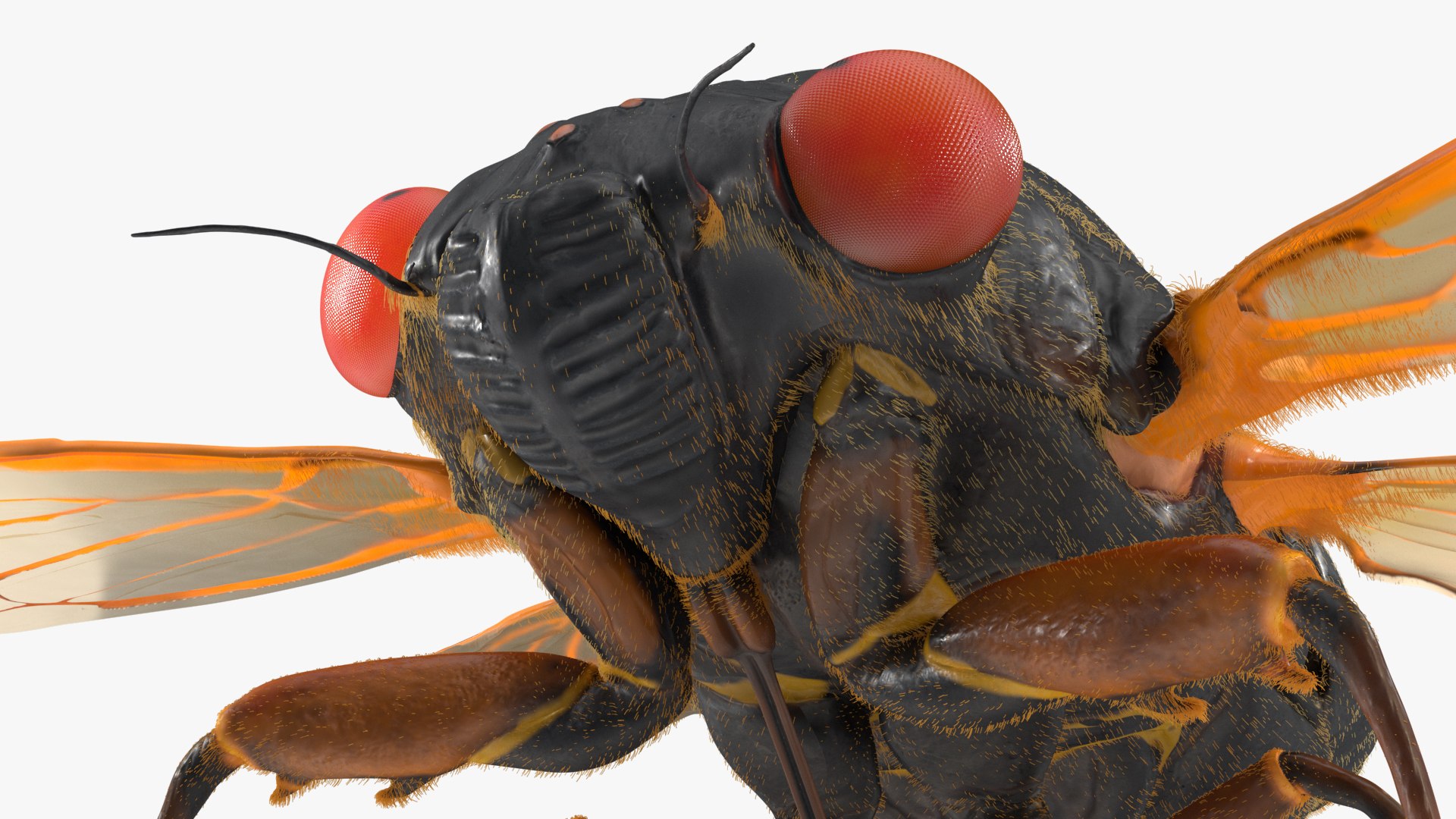 Pharaoh Cicada Fur 3D https://p.turbosquid.com/ts-thumb/CB/KdHgxP/SL/pharaohcicadafur3dsmodel018/jpg/1680478213/1920x1080/fit_q87/23c8131cc99df3f3e8414a4d1b3bd0d3cadbd4e5/pharaohcicadafur3dsmodel018.jpg