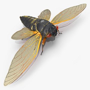 Pharaoh Cicada Fur 3D