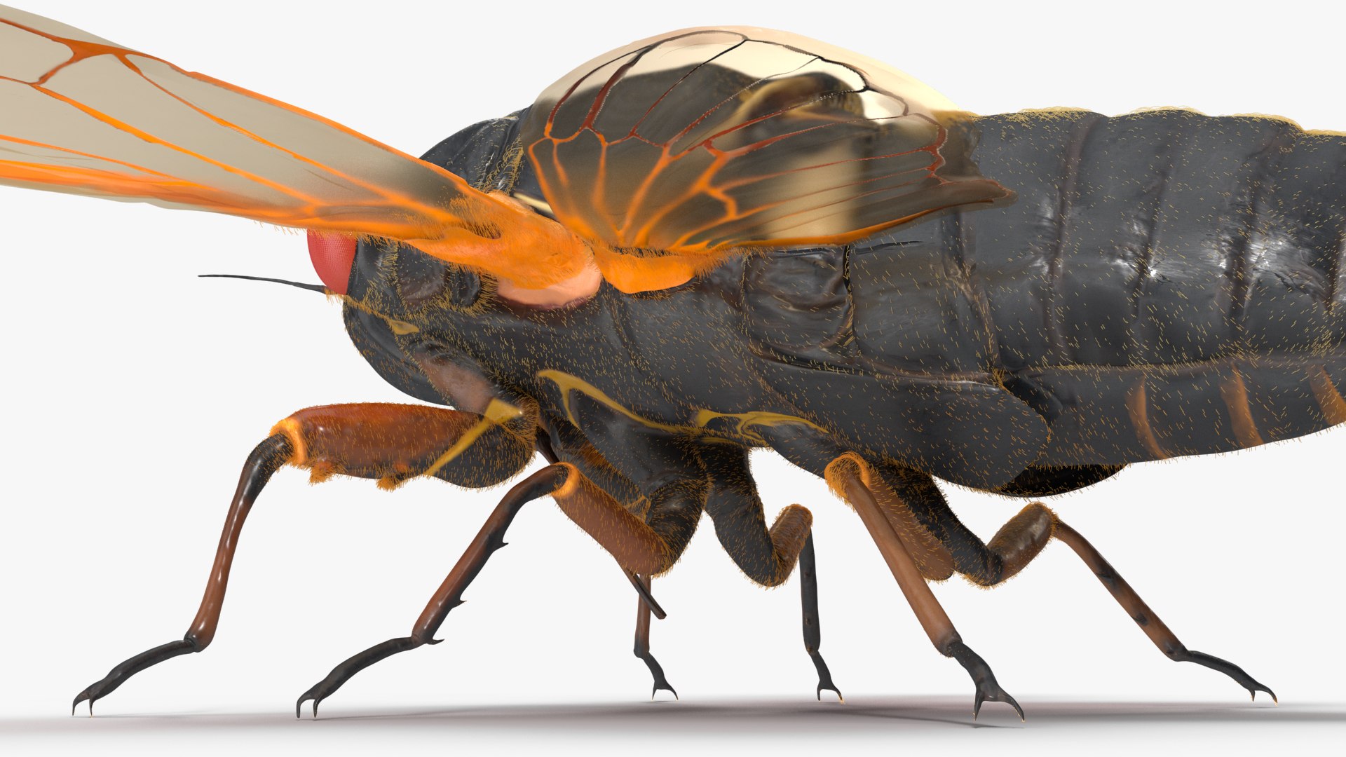 Pharaoh Cicada Fur 3D https://p.turbosquid.com/ts-thumb/CB/KdHgxP/fi/pharaohcicadafur3dsmodel015/jpg/1680478202/1920x1080/fit_q87/c0d4b17ff942bcfd149224a5d5779264e63a8739/pharaohcicadafur3dsmodel015.jpg