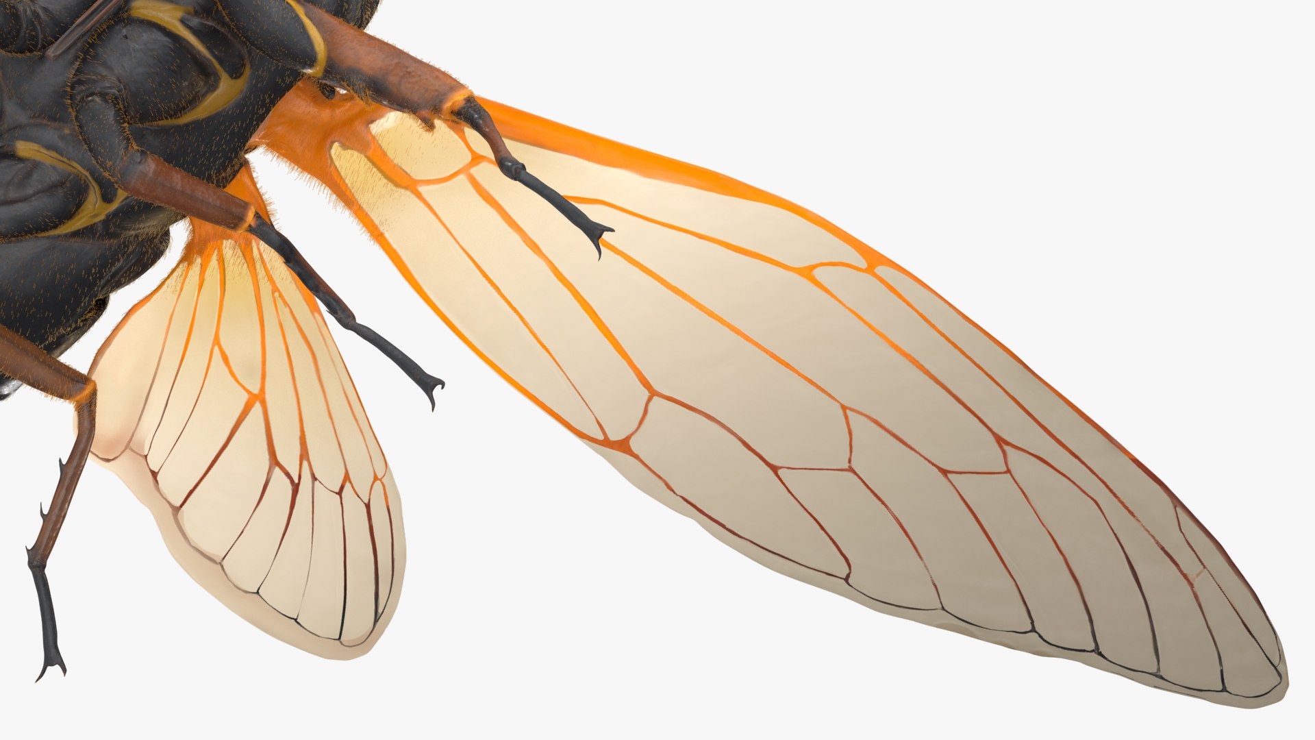 Pharaoh Cicada Fur 3D https://p.turbosquid.com/ts-thumb/CB/KdHgxP/oC/pharaohcicadafur3dsmodel017/jpg/1680478210/1920x1080/fit_q87/2b6646fb0cf0d743daa7066af0c1a8a2cf142a23/pharaohcicadafur3dsmodel017.jpg