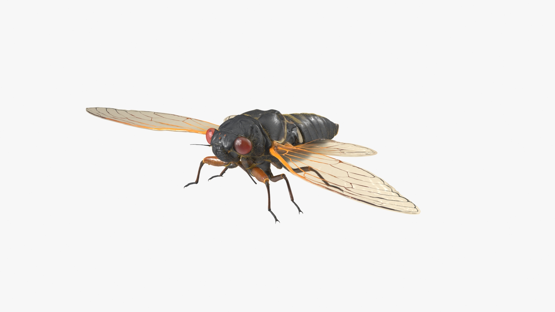 Pharaoh Cicada Fur 3D https://p.turbosquid.com/ts-thumb/CB/KdHgxP/pK/pharaoh_cicada_fur_360/jpg/1680477842/1920x1080/turn_fit_q99/7a81de3434430d3b44cf56df6153a3642feb2c56/pharaoh_cicada_fur_360-1.jpg