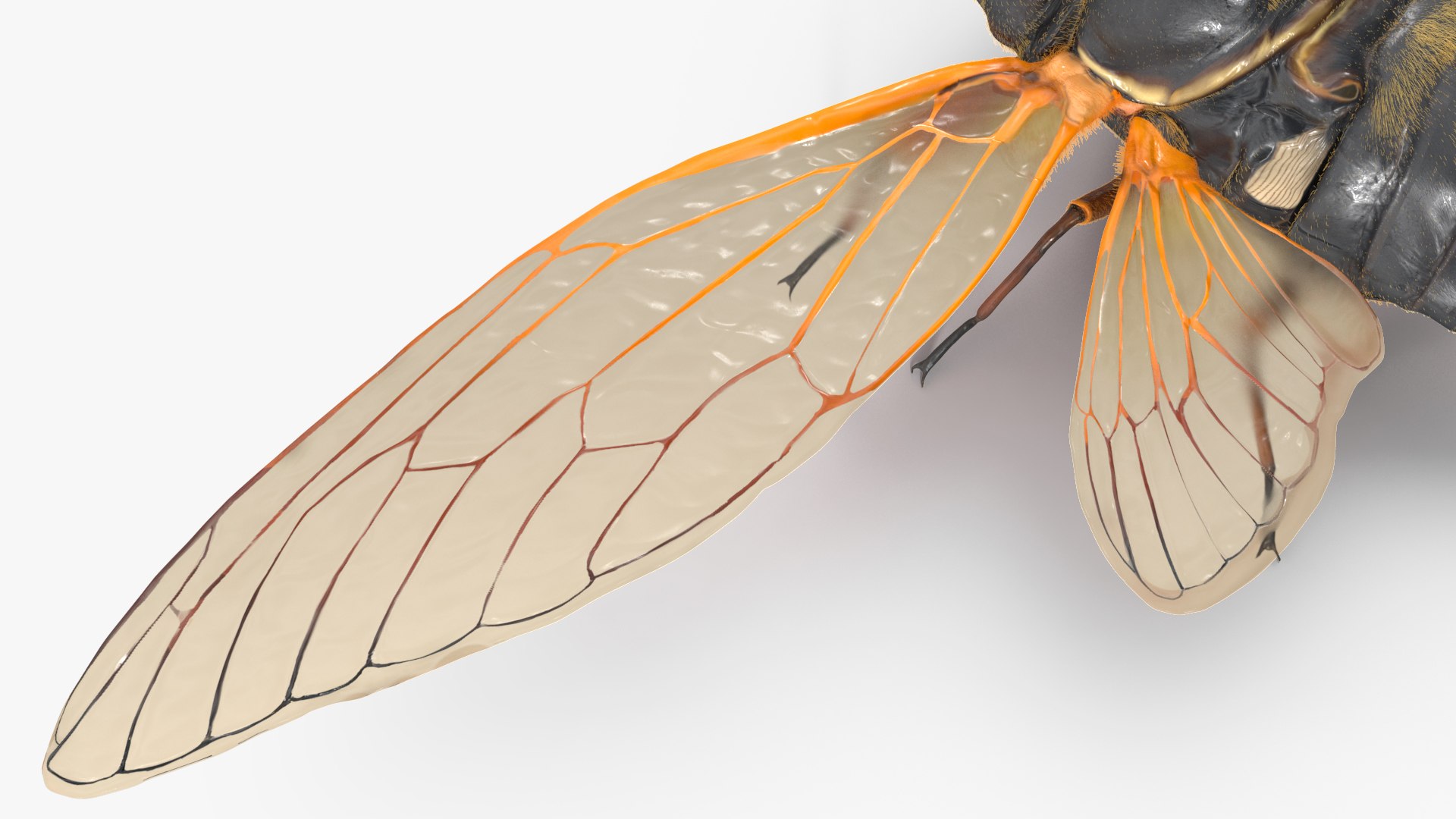 Pharaoh Cicada Fur 3D https://p.turbosquid.com/ts-thumb/CB/KdHgxP/r5/pharaohcicadafur3dsmodel016/jpg/1680478206/1920x1080/fit_q87/8ea8b6a11da08f07743ab3bdaf7d3ff185ca3436/pharaohcicadafur3dsmodel016.jpg