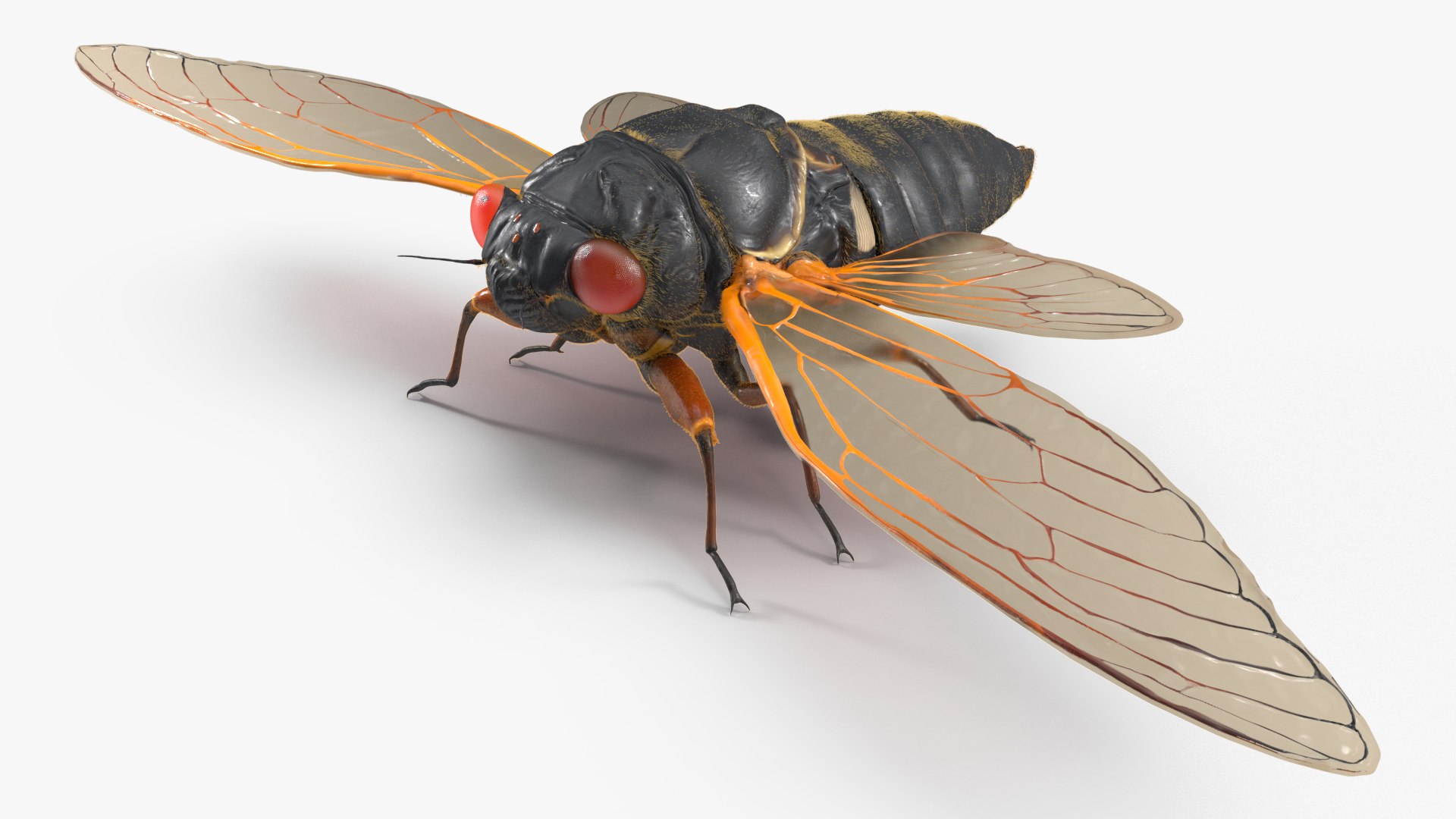 Pharaoh Cicada Fur 3D https://p.turbosquid.com/ts-thumb/CB/KdHgxP/x5/pharaohcicadafur3dsmodel008/jpg/1680478181/1920x1080/fit_q87/4957231723379a18ea60560e1fc347887e466b12/pharaohcicadafur3dsmodel008.jpg