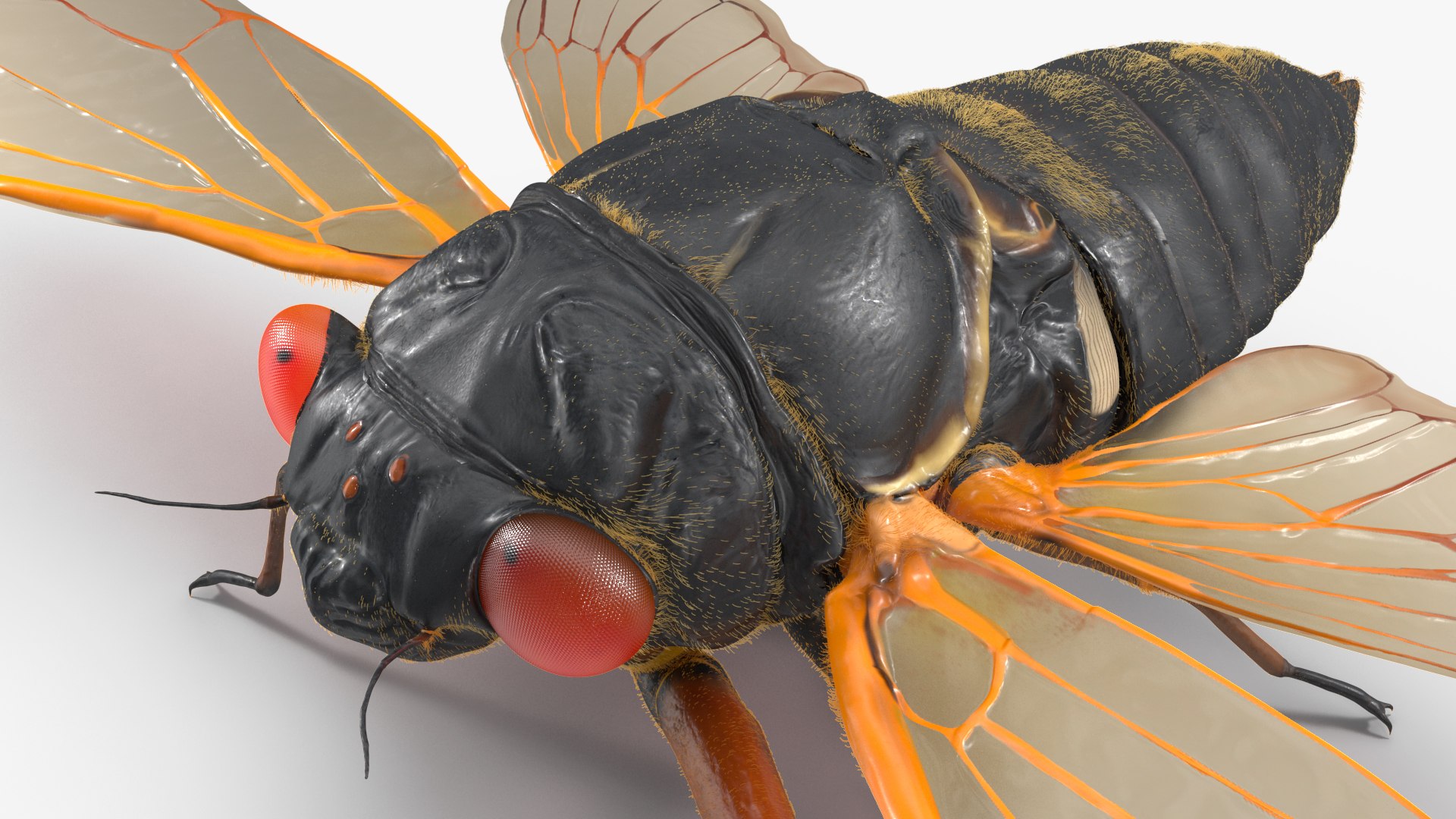 Pharaoh Cicada Fur 3D https://p.turbosquid.com/ts-thumb/CB/KdHgxP/xJ/pharaohcicadafur3dsmodel012/jpg/1680478193/1920x1080/fit_q87/a2dd2169ad84174ef97b2a4732ee35ec6aa7db67/pharaohcicadafur3dsmodel012.jpg