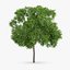 3d horse chestnut trees model