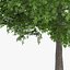 3d horse chestnut trees model