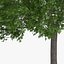 3d horse chestnut trees model