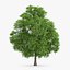 3d horse chestnut trees model
