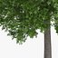3d horse chestnut trees model