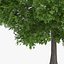 3d horse chestnut trees model