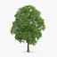 3d horse chestnut trees model