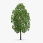 3d horse chestnut trees model