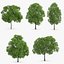 3d horse chestnut trees model