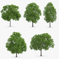 5 Horse Chestnut Trees