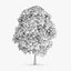 3d horse chestnut trees model