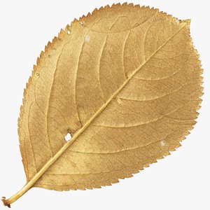 autumn leaf model