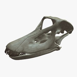 diplodocus skull 3D model