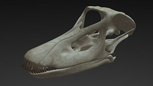 diplodocus skull 3D model