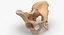 Human Male and Female Pelvis and Sacrum Bones White and Yellow - 6 models 3D model
