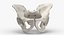 Human Male and Female Pelvis and Sacrum Bones White and Yellow - 6 models 3D model