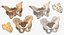Human Male and Female Pelvis and Sacrum Bones White and Yellow - 6 models 3D model