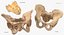 Human Male and Female Pelvis and Sacrum Bones White and Yellow - 6 models 3D model