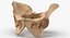 Human Male and Female Pelvis and Sacrum Bones White and Yellow - 6 models 3D model