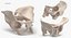 Human Male and Female Pelvis and Sacrum Bones White and Yellow - 6 models 3D model