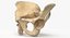 Human Male and Female Pelvis and Sacrum Bones White and Yellow - 6 models 3D model