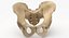 Human Male and Female Pelvis and Sacrum Bones White and Yellow - 6 models 3D model