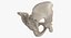 Human Male and Female Pelvis and Sacrum Bones White and Yellow - 6 models 3D model